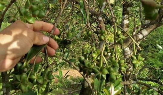 Loại cây quý có nhiều ở Việt Nam nhưng hiếm trên thế giới, được người Trung Quốc thích mê: Vừa là gia vị, vừa là thuốc tốt