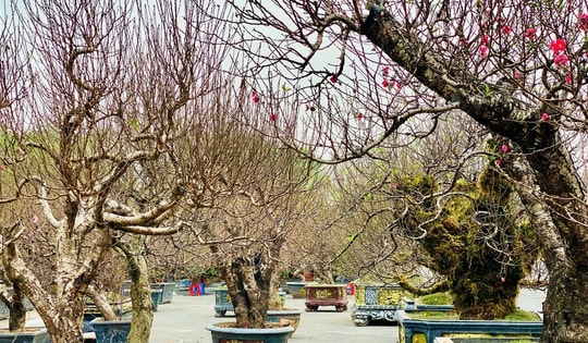 Những gốc đào cổ thụ có giá lên đến hàng trăm triệu đồng vẫn ‘cháy’ khách thuê