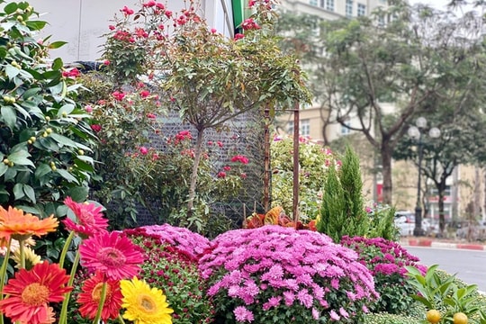 Hoa, cây cảnh thi nhau xuống phố phục vụ người dân chơi Tết 2025
