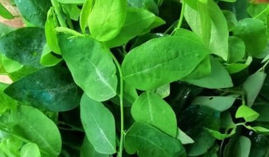 Rửa rau ngót thế nào cho đúng?