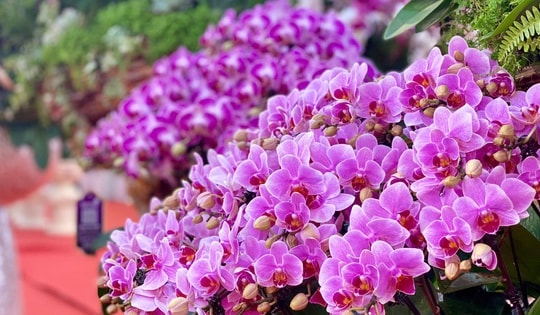 Chậu lan hồ điệp tiền tỷ lên kệ phục vụ ‘thượng đế’ chơi Tết 2025