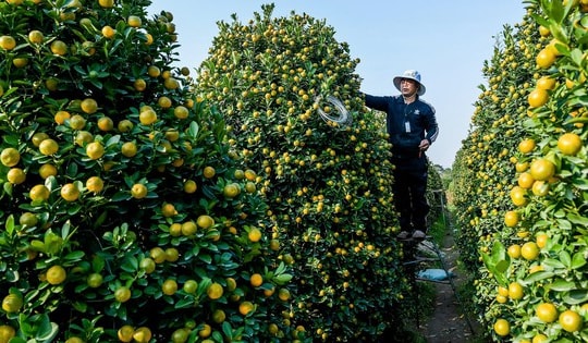 Vựa quất nổi tiếng nhất tỉnh Nam Định tất bật trong những ngày cận kề Tết