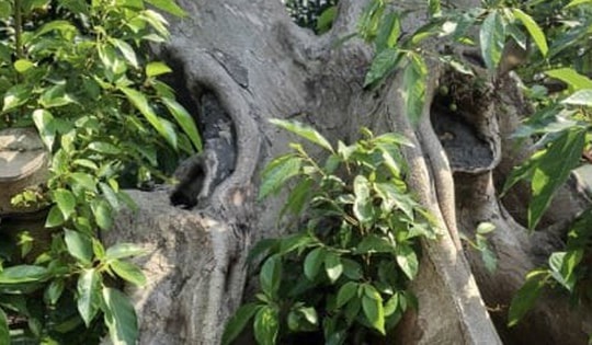 Biến cây dại thành bonsai, khách gạ đổi Toyota Camry chủ nhân vẫn lắc đầu