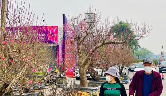 Các loại hoa, cây cảnh đồng loạt đổ bộ thị trường phục vụ người dân chơi tết Nguyên đán 2025