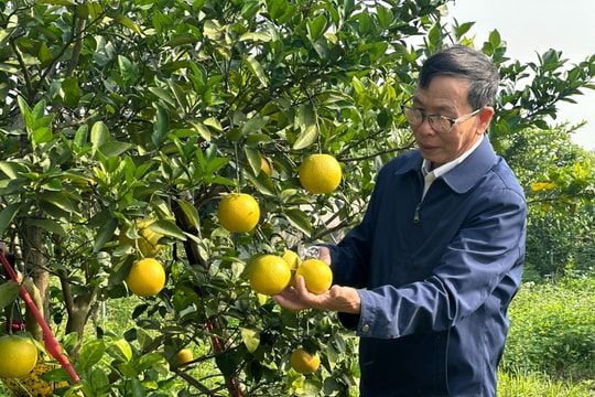 ‘Đặc sản tiến vua’ cam Xã Đoài 80.000 đồng/quả, nhà vườn không dám chốt đơn Tết