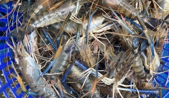 Giá tôm càng xanh thương phẩm tăng cao từ đầu tháng 1/2025