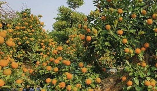 Vườn quất cần thăng tiền tỷ ở Hà Nội chưa đến Tết đã 'cháy' hàng