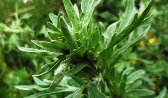 Cây cỏ dại mọc khắp nơi nhưng ít người biết là thuốc tăng cường sức đề kháng cho da, giúp vết thương mau lành, hạ sốt nhanh chóng