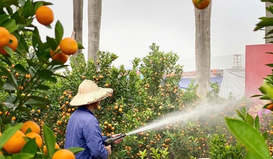 Quất cảnh đa dạng giá đồng loạt xuống phố phục vụ người dân chơi Tết 2025