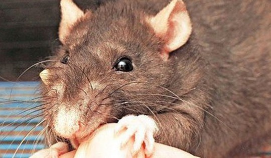 Hy hữu: Hai vợ chồng cùng nhập viện cấp cứu do bị chuột cắn