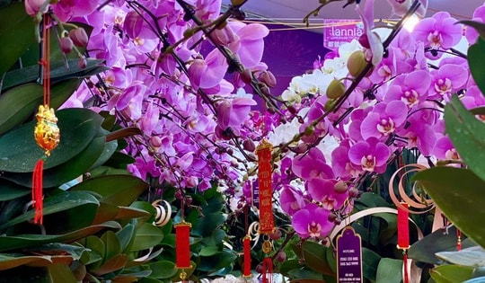 Lan hồ điệp rực rỡ sắc màu đổ bộ xuống phố phục vụ người dân sắm tết Nguyên đán 2025