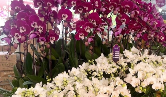 Hoa lan xuống phố, khách chi hàng chục triệu đồng mua về chơi Tết