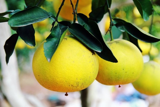 Bưởi Diễn vào vụ, nông dân hối hả thu hoạch phục vụ thị trường Tết 2025