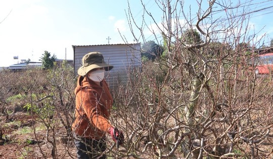 ‘Làng đào Nhật Tân’ Tây Nguyên vào vụ Tết