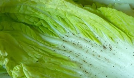 Những đốm đen không thể rửa sạch trên cây cải thảo là gì?