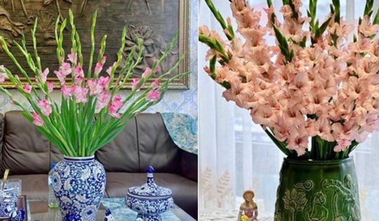 Cắm hoa lay ơn ngày Tết mà không biết mẹo này thì đảm bảo hoa đổ gục, lại nhanh tàn