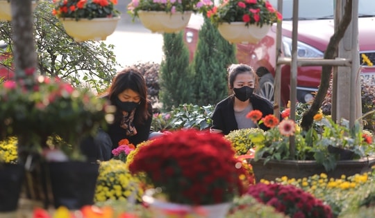 Nhộn nhịp làng hoa xứ Nghệ