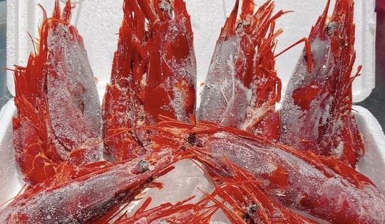 Tôm quỷ đỏ đắt nhất thế giới đổ bộ chợ Tết Ất Tỵ, giá 4,7 triệu đồng/kg