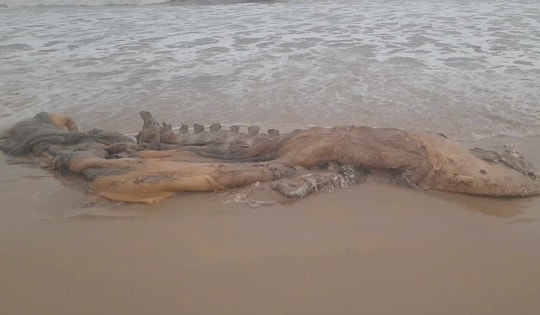 Xác cá voi 'khủng' trôi dạt vào bờ biển Quảng Trị