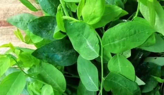 Rửa rau ngót thế nào là đúng?