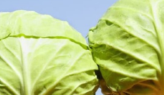 Bắp cải hình bầu dục hay bắp cải hình tròn ngon hơn?