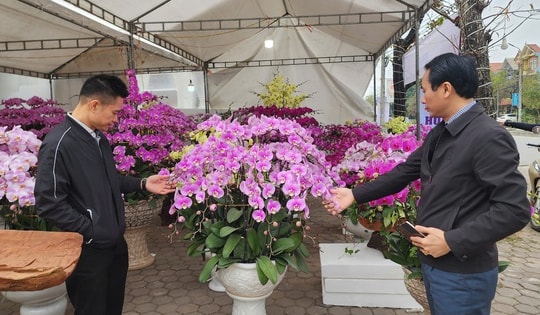 Đào, quất... 'đổ bộ' xuống phố