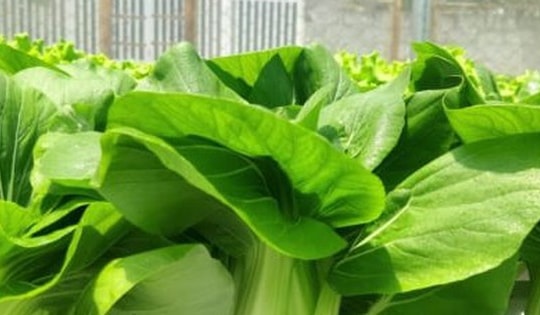 Cách trồng rau cải thìa trong thùng xốp dễ dàng