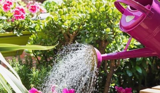 Tưới bột giặt cho cây cảnh có tác dụng gì?