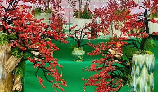 Đào đông giá cả trăm triệu đổ bộ thị trường phục vụ người dân chơi Tết 2025