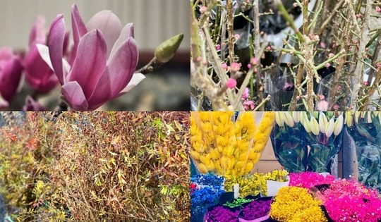 Loại hoa 'độc, lạ' thoạt nhìn giống củi khô nhưng giá cả triệu, gây sốt thị trường hoa Tết 2025
