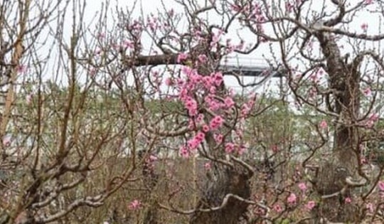 Đào rừng Sơn La cổ thụ đua nhau khoe dáng ở Hà Nội, giá trăm triệu đồng/cây