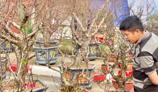 Đào Thất Thốn vùng cao Tây Bắc xuống phố phục vụ người dân chơi Tết 2025