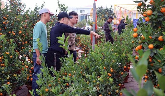 Nhộn nhịp thị trường hoa cây cảnh, giá không nhiều biến động