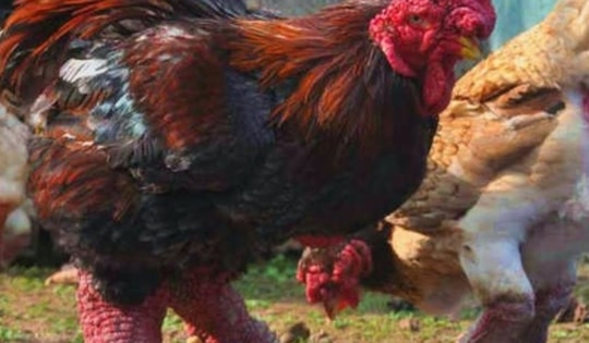 Gà Đông Tảo có gì đặc biệt mà có giá tiền triệu?