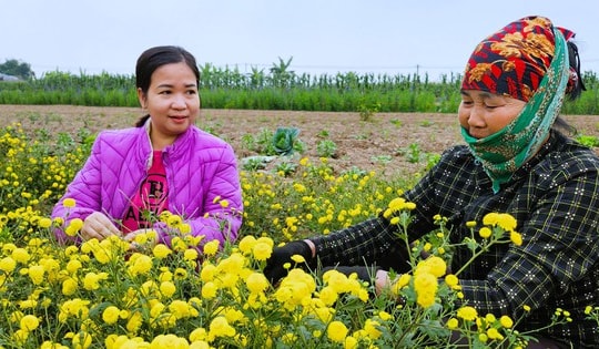 Hải Phòng tìm hướng phát triển nguồn dược liệu hoa cúc chi