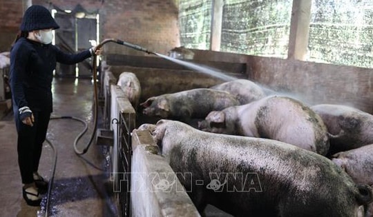 Giá thịt tăng cao, người chăn nuôi có lợi nhuận tốt