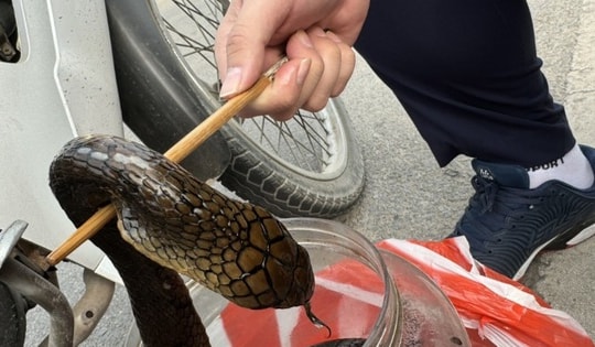 Bắt quả tang thanh niên mang động vật quý hiếm ngâm rượu đi bán