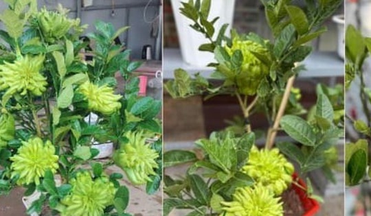 Chưa đến Tết, phật thủ bonsai độc lạ đã 'cháy' hàng