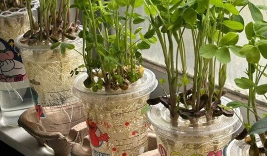 Đây mới là cách trồng đậu phộng (cây củ lạc) thủy canh siêu dễ, vừa đẹp vừa độc đáo
