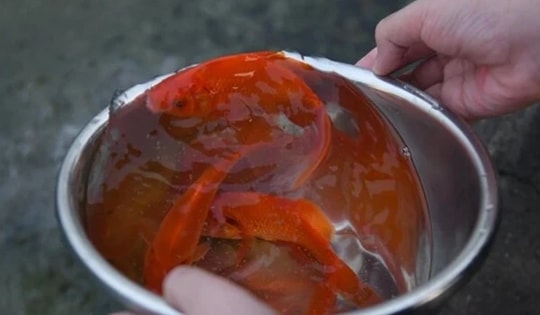 Lưu ý khi chọn cá chép cúng ông Công ông Táo 2025