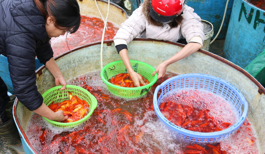 Thị trường hàng hóa phục vụ ngày Táo quân dồi dào, giá trái cây, hoa tươi tăng nhẹ