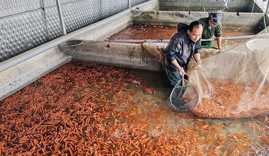 Làng Thủy Trầm 'đỏ rực' đón Tết ông Công, ông Táo