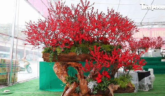 Đào đông tươi phối cùng gỗ lũa giá trăm triệu đồng vẫn hút khách