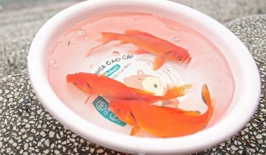 Cúng ông Công ông Táo không có cá chép được không?