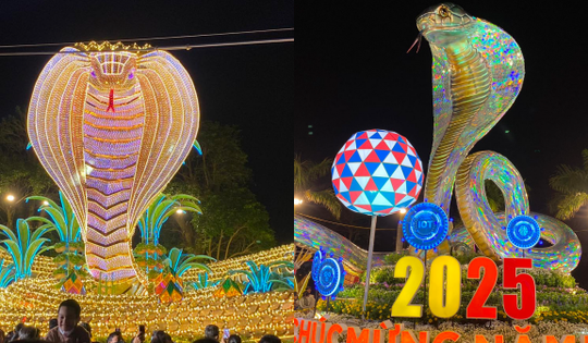 Tỉ muội hổ mang chúa dát vàng ở Phú Yên khiến nhiều người trầm trồ