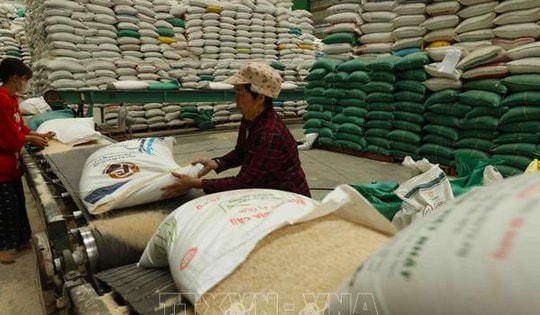 Thị trường nông sản: Giá lúa, gạo chưa có dấu hiệu hồi phục