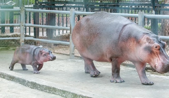 Hà mã con đầu tiên sinh ra tại vườn thú Hà Nội đã được đặt tên