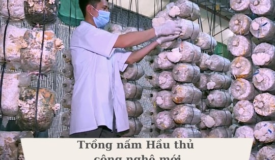 Nấm Hầu thủ - Nấm dược liệu tiềm năng nhưng đầy thách thức