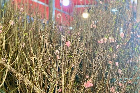 Những loại hoa đang ‘làm mưa làm gió’ thị trường Tết 2025