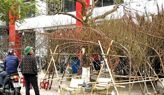 Thị trường hoa Tết ở Hải Phòng: Người dân thắt chặt chi tiêu, sức mua giảm